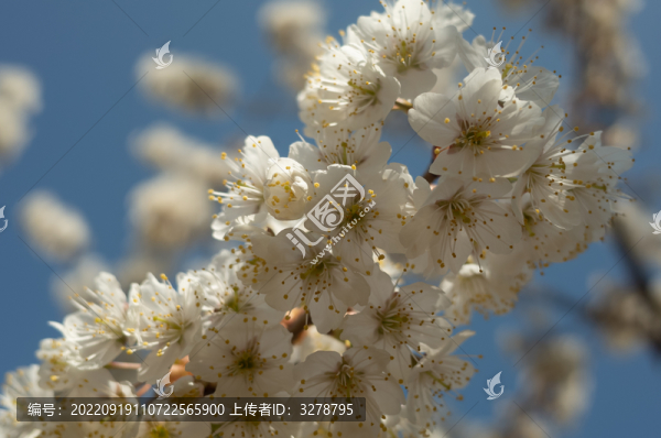 櫻花