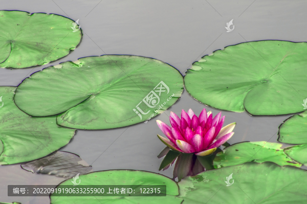 蓮花蓮葉