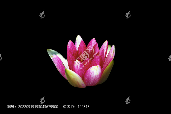 一朵蓮花