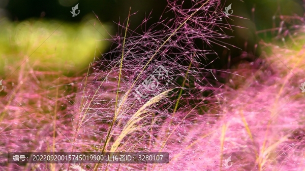 粉黛亂子草