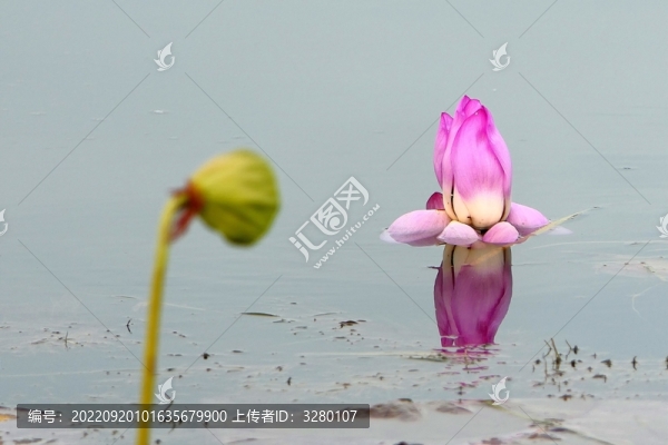 荷塘