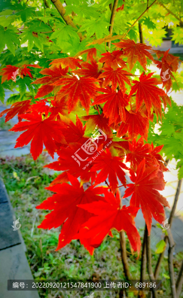 多彩楓葉