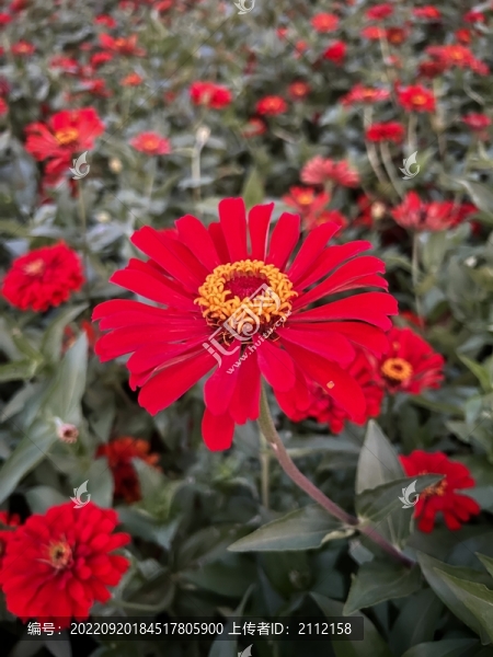 百日菊