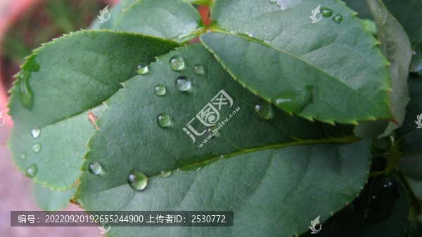 月季