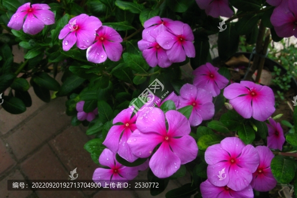 長春花
