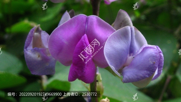 扁豆花