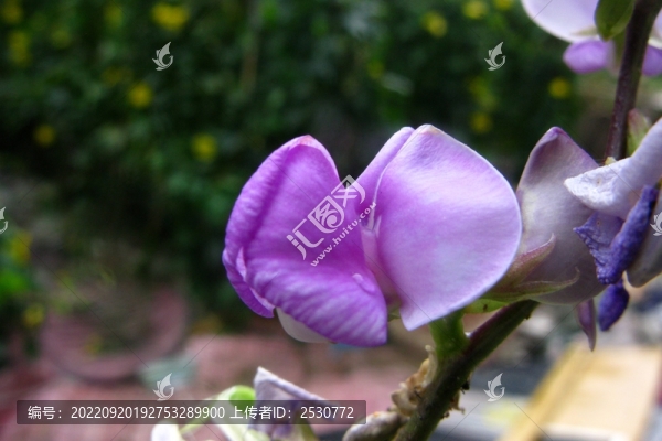 扁豆花