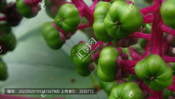 垂序商陸