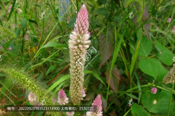 青葙