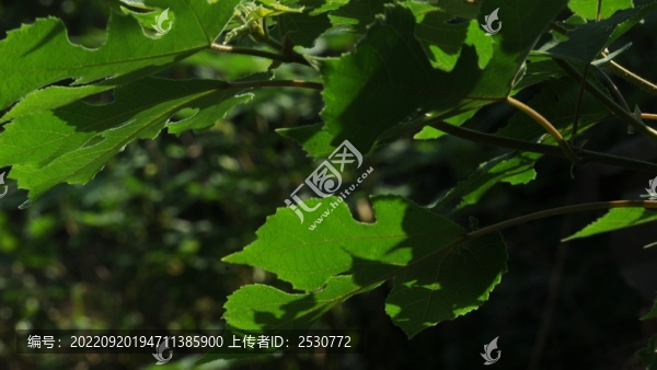 構(gòu)樹