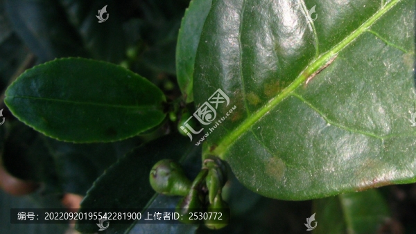 茶樹