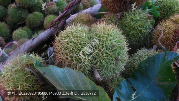 板栗