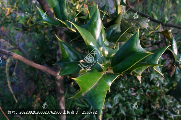 枸骨