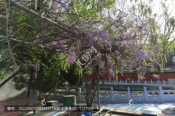 北京棍貝子府花園