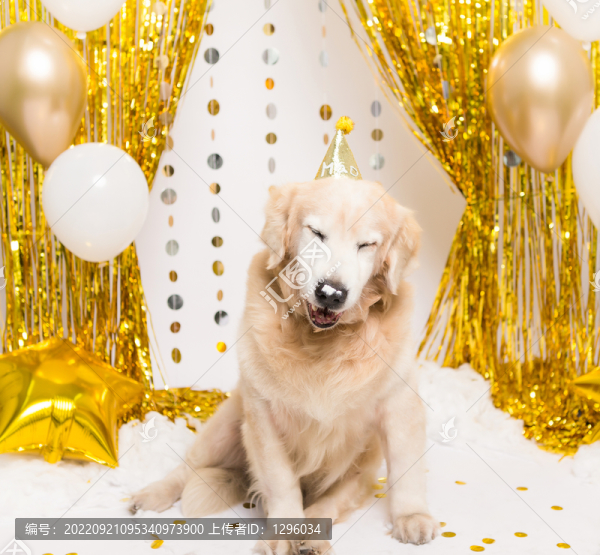 金毛尋回犬