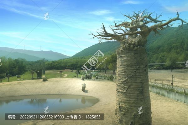杭州動物世界非洲象園
