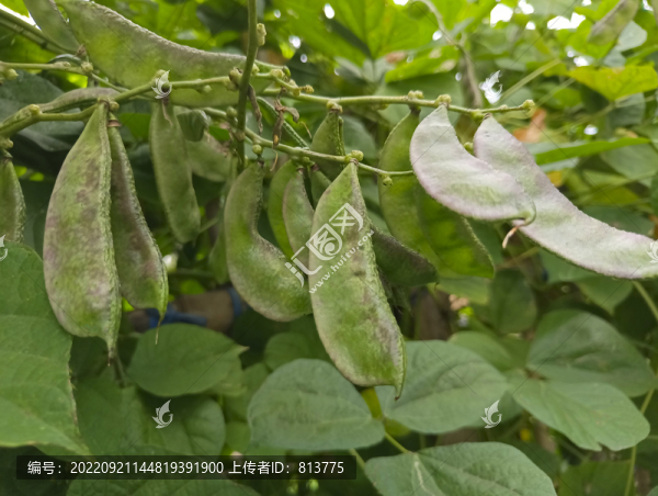 綠葉扁豆
