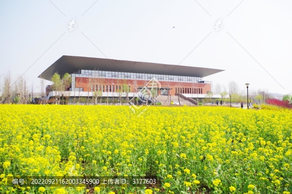 山東交通學(xué)院油菜花