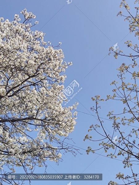 校園里的玉蘭花