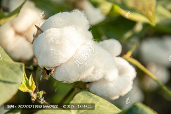 長(zhǎng)絨棉
