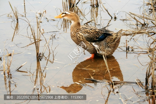 麻鴨