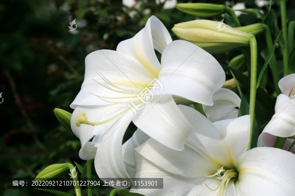 百合花