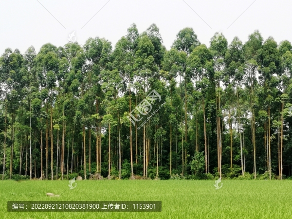 綠樹林