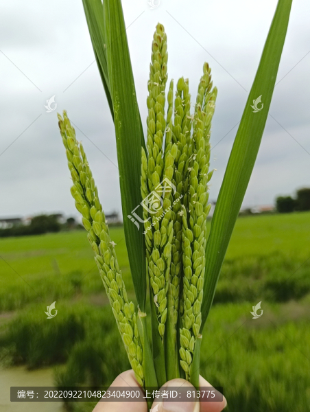 特寫(xiě)嫩稻谷