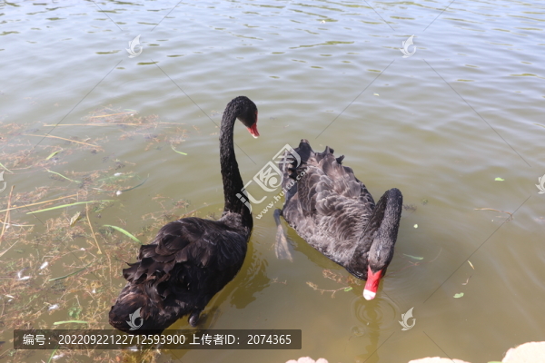 黑天鵝2