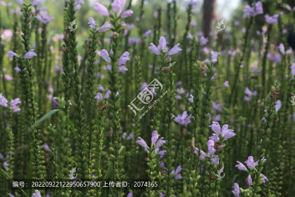 隨意草2