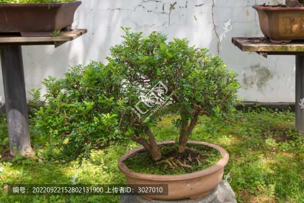 鮑家花園