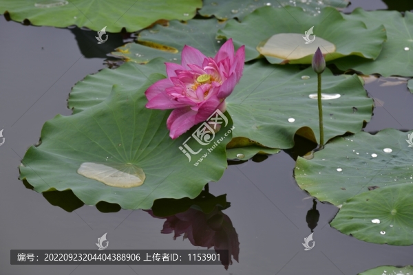 荷花