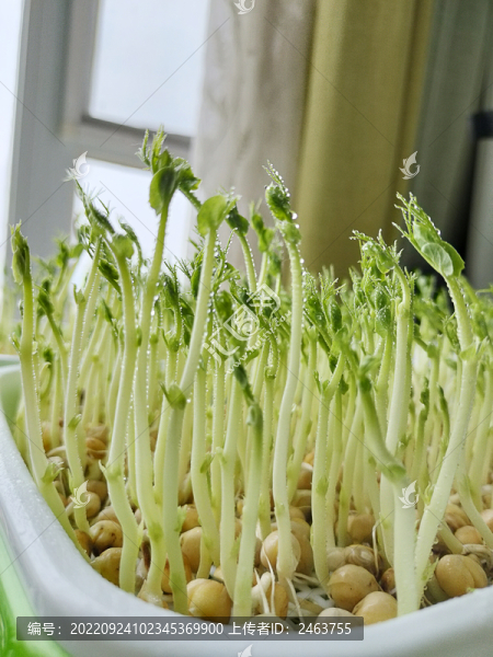 發(fā)豌豆芽苗