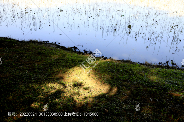 荷塘岸邊