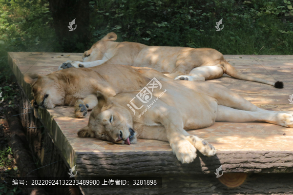 三頭睡覺的獅子
