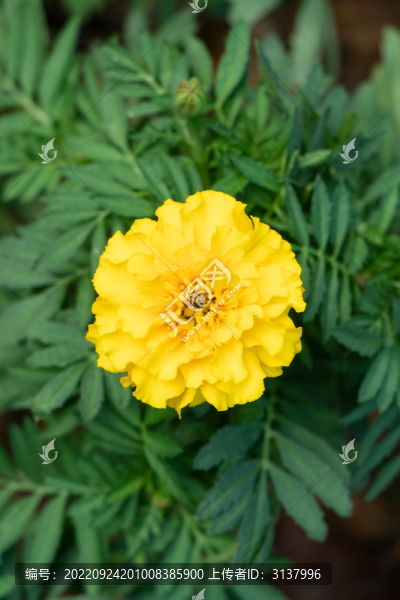 萬壽菊