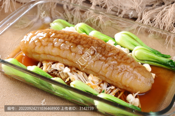 豬婆參