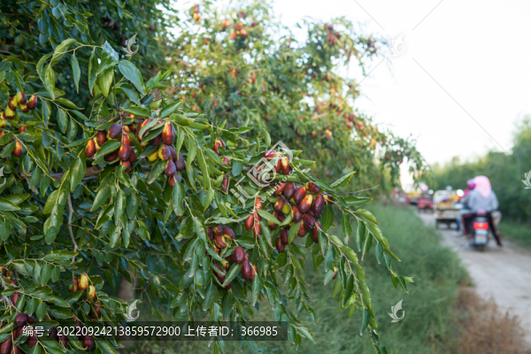 靈武紅棗子彈頭棗