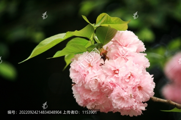 日本晚櫻