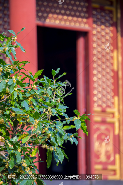 桂花
