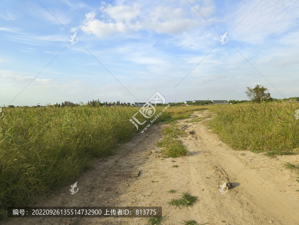 荒灘草地泥巴路