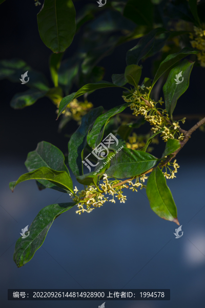 桂花