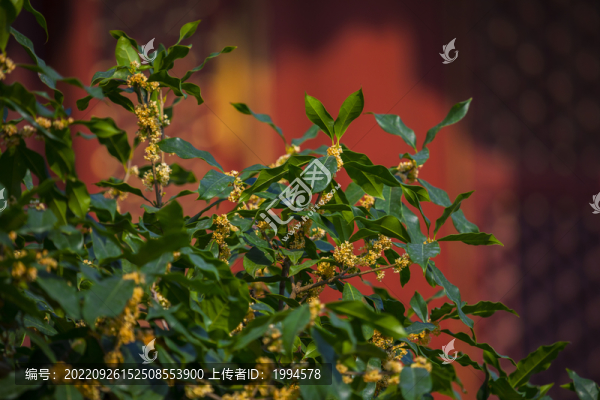 桂花