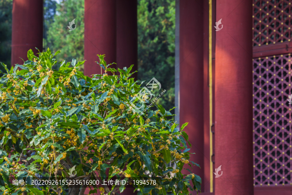 桂花