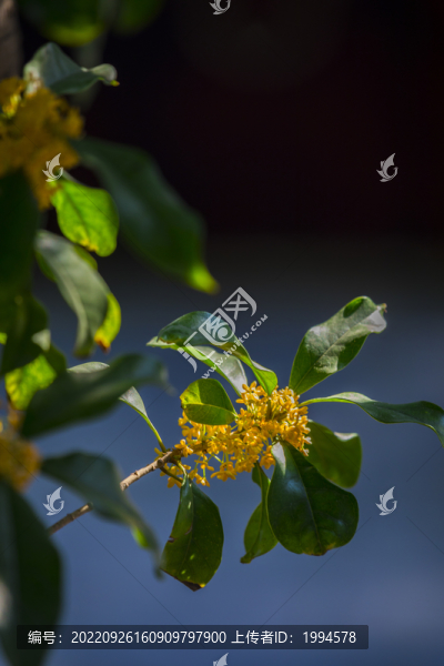 桂花