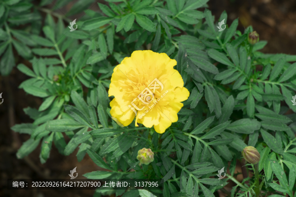萬(wàn)壽菊