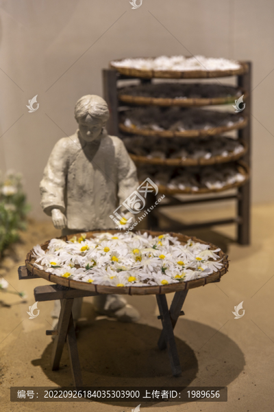 杭白菊制作工藝之曬干
