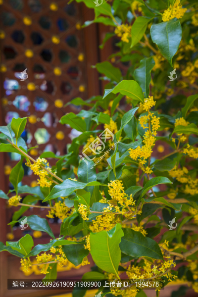 桂花