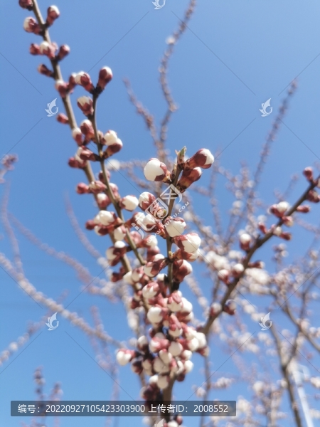 杏花花苞