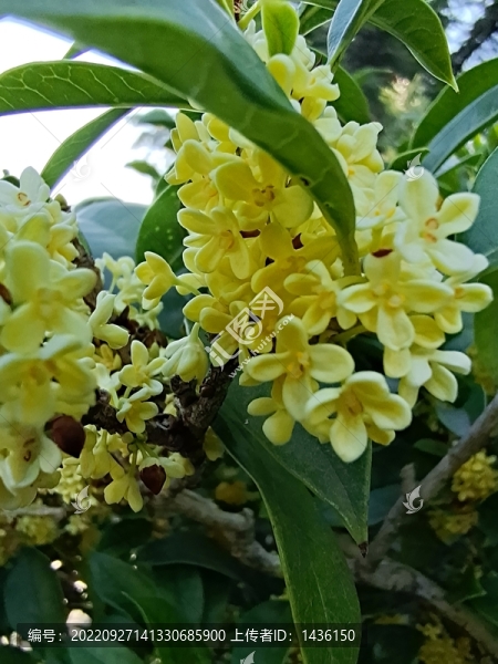 公園桂花盛開滿園飄香